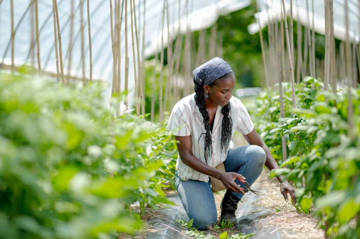 Host Jamila Norman / On Homegrown, host Jamila Norman prunes her tomato plants. Photo by MAGNOLIA NETWORK