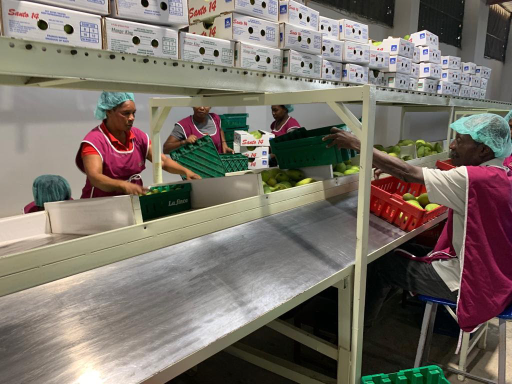 Mango Facility / A photograph of a commercial mango processing plant in Port-au-Prince, where mangoes are ultimately packaged into crates, positioned on trucks, and transported to Miami. March 2022.